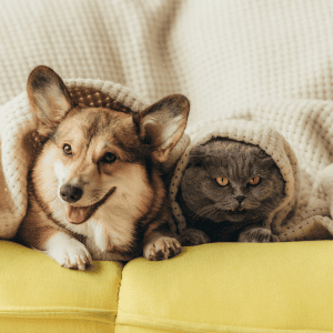 How to clean your house around pets easily and safely 5 How to clean your house around pets safely